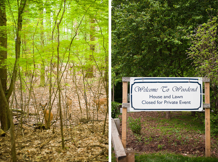 deer-diptych woodend nature sanctuary and deer