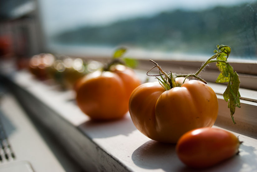 heirloom orange tomatoes on windowsill
