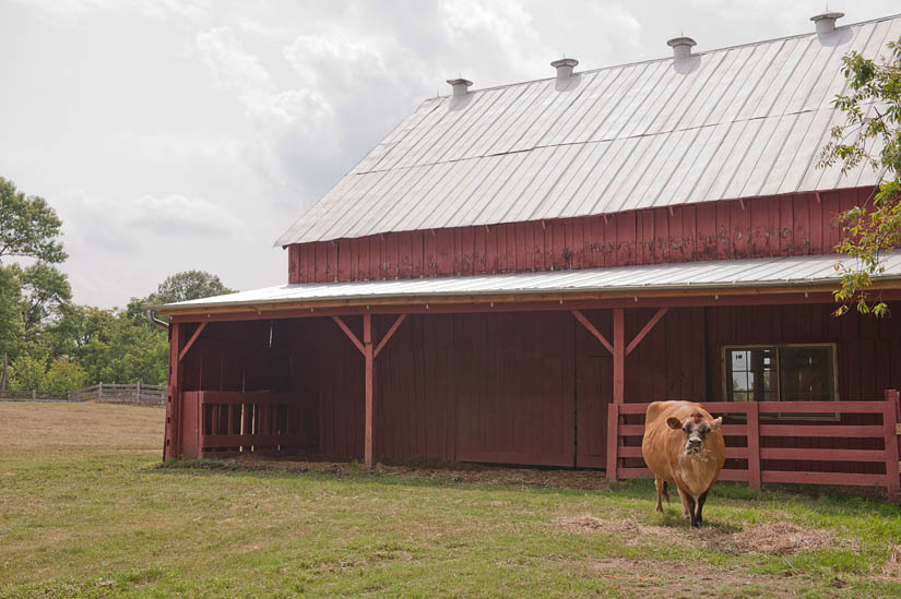 cow at oxon hill farm