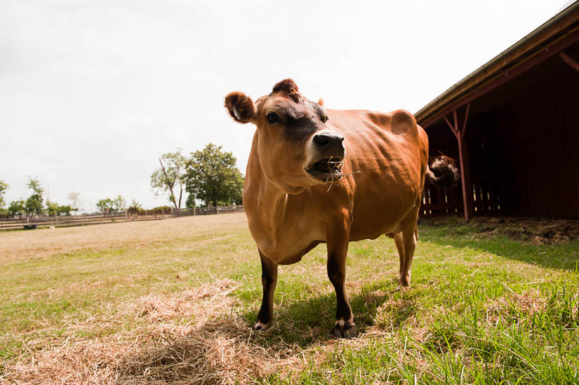 cow chewing hay at oxon hill farm