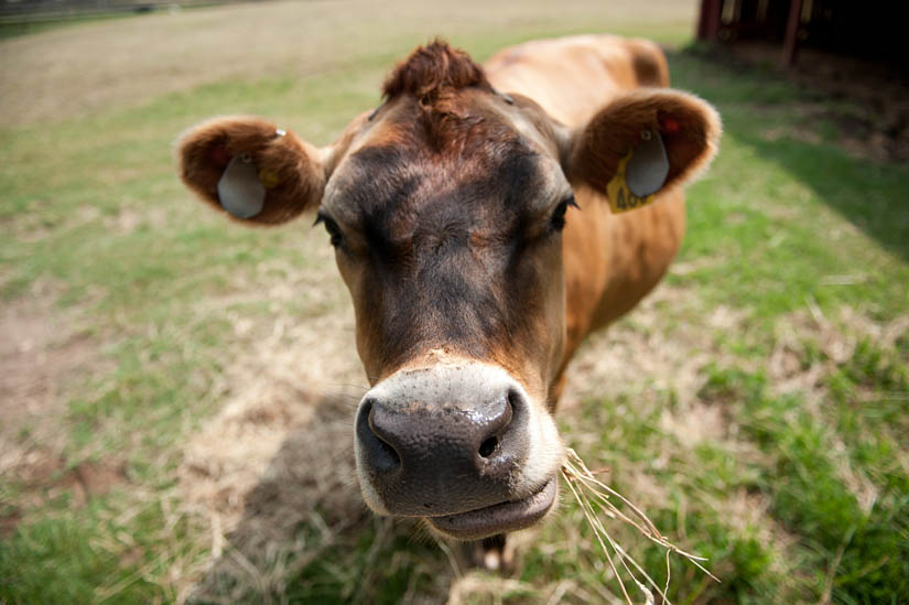 oxon hill cow