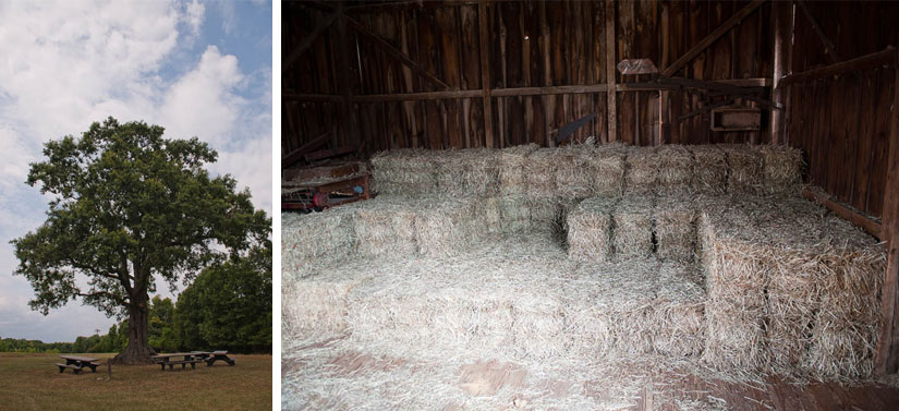 pretty tree and hay bales at oxon hill farm