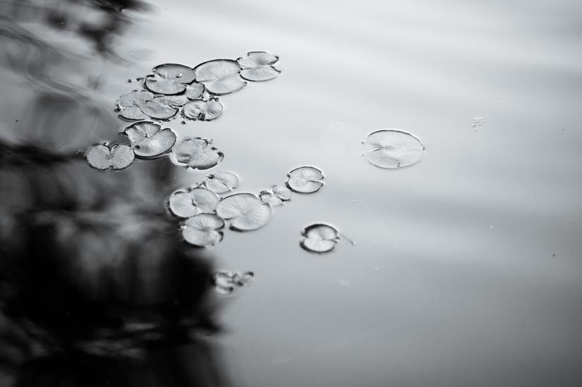 lily pads in black and white