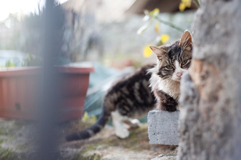 cat in bagnoregio