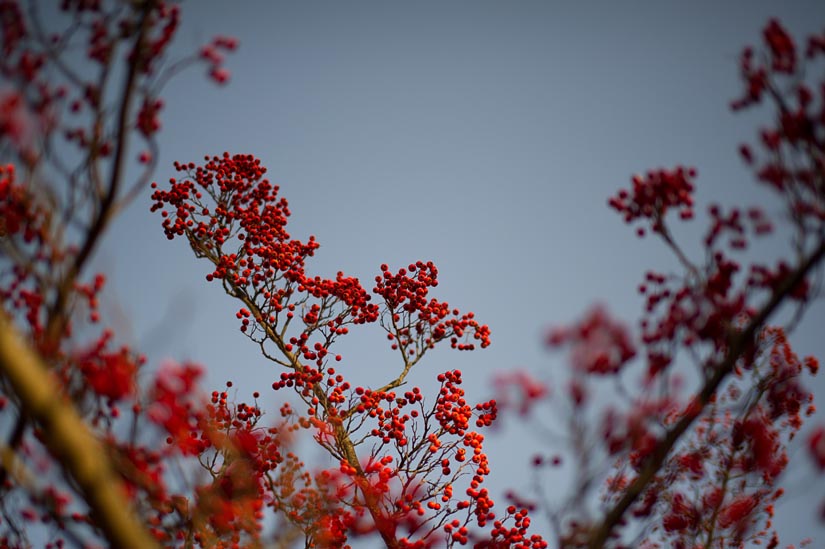 berries and sky