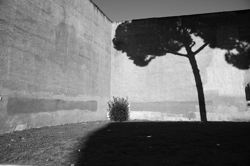 tree shadow in rome, italy