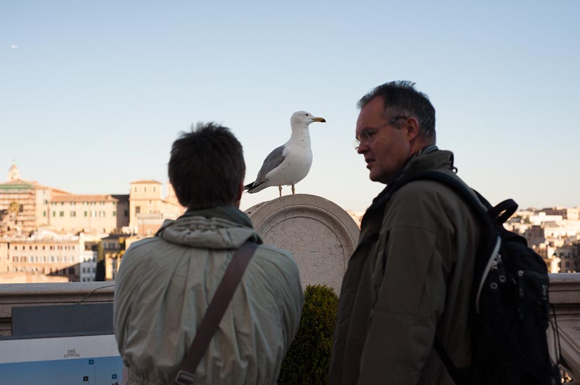 seagull and tourists in rome, italy