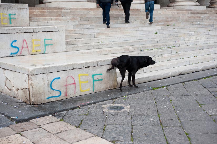 dog peeing on church in naples