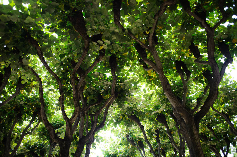 linden trees at meridian house