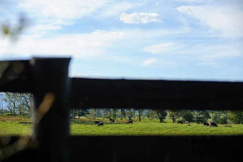 cows on the marriott ranch property