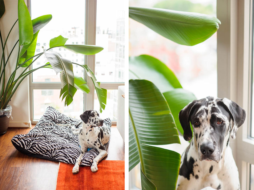 black and white great dane