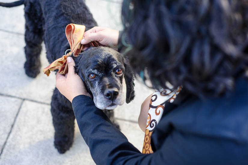 Arlington-intimate-wedding-photography-3 dog ring bearer