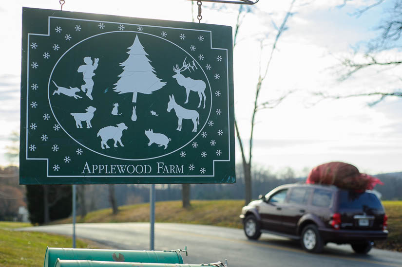 Applewood Farms christmas tree photo session