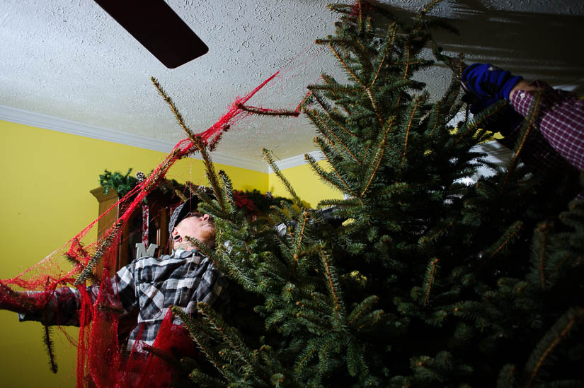 brother in law helps assemble the tree