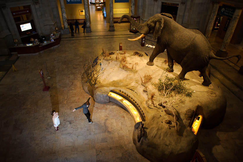 engagement photography in dc's natural history museum