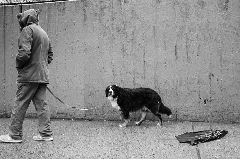 man dog umbrella