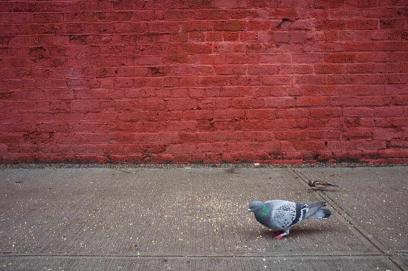 pigeon and red wall