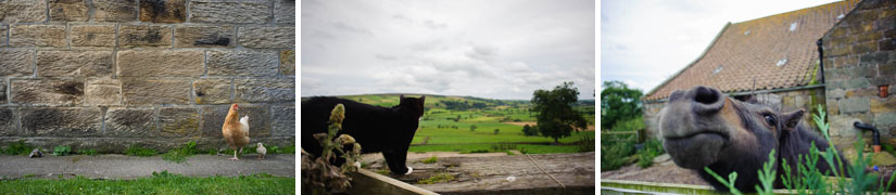 animals at danby castle in north yorkshire, england