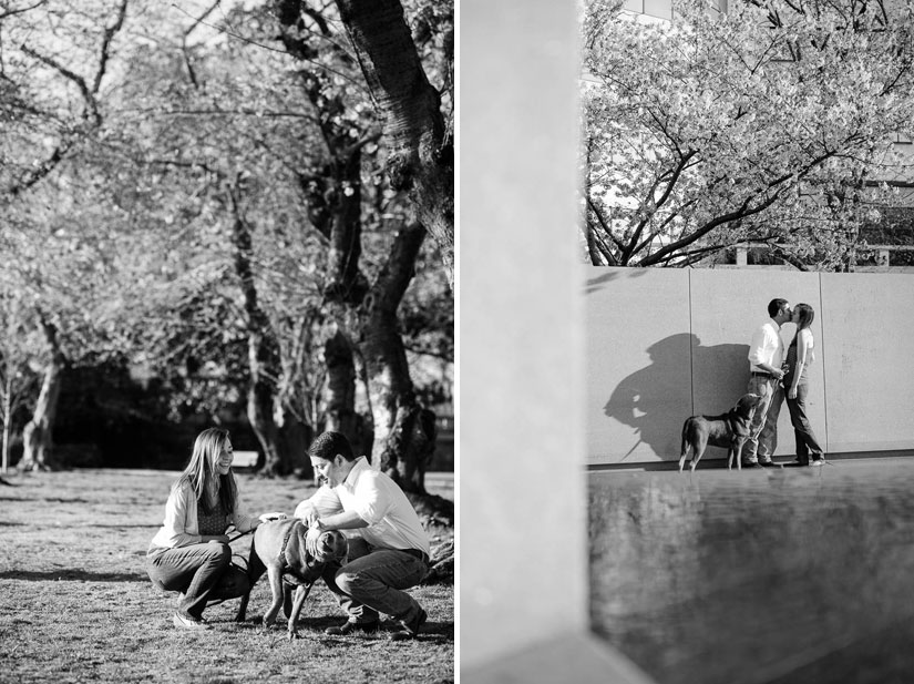 engagement photo shoot with dogs