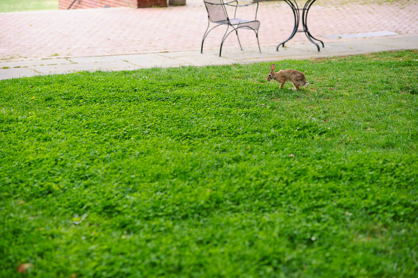 a bunny on the campus of st johns college