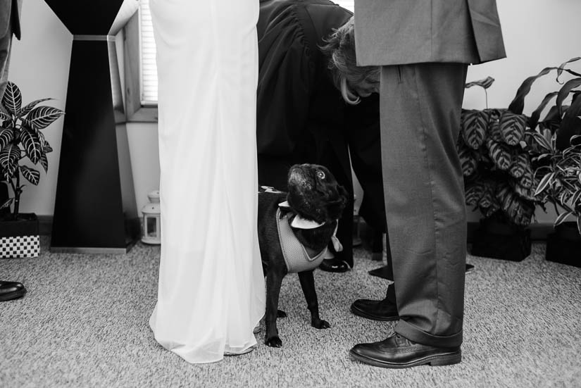 dog at a wedding ceremony in annapolis