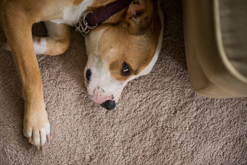 © 2015 Amber Wilkie Photography | www.amberwilkie.com