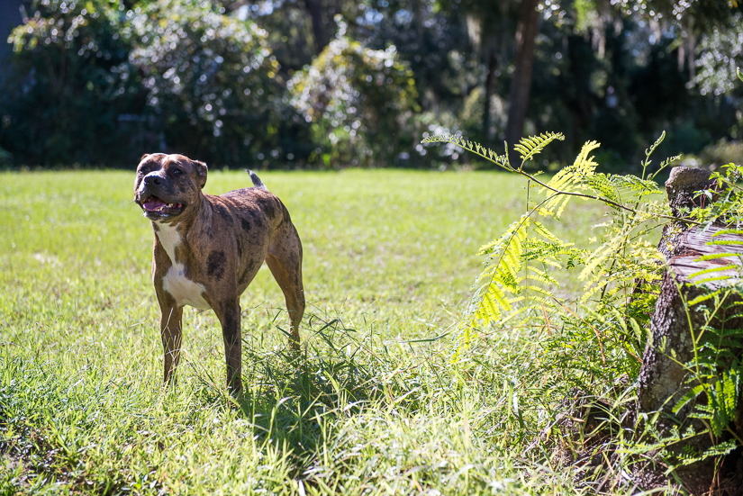 © 2015 Amber Wilkie Photography | www.amberwilkie.com